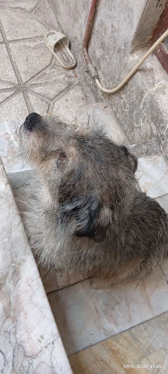 واگذاری شیتزو|سگ|مشهد, کوی دروی|دیوار