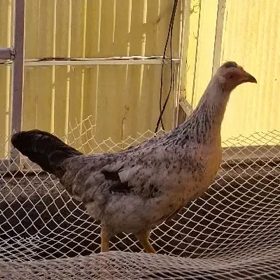 مرغ محلی|حیوانات مزرعه|اهواز, حصیرآباد|دیوار