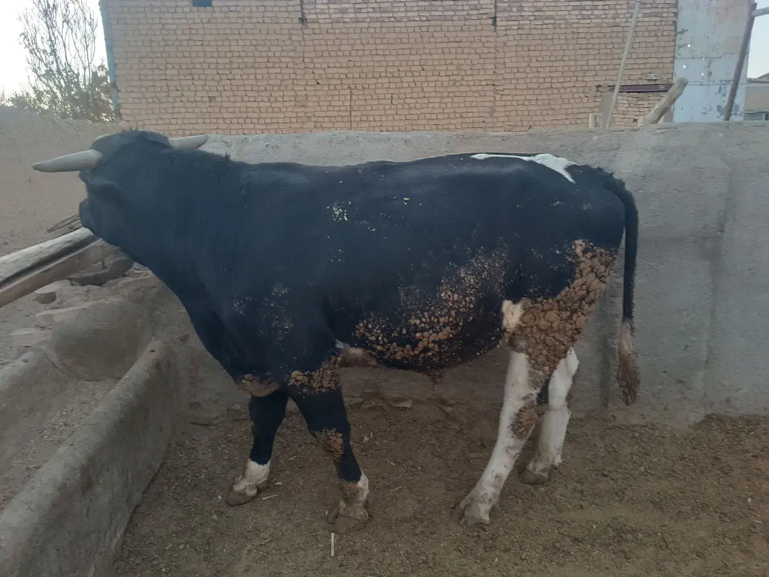 گوساله چاق|حیوانات مزرعه|کمیجان, |دیوار