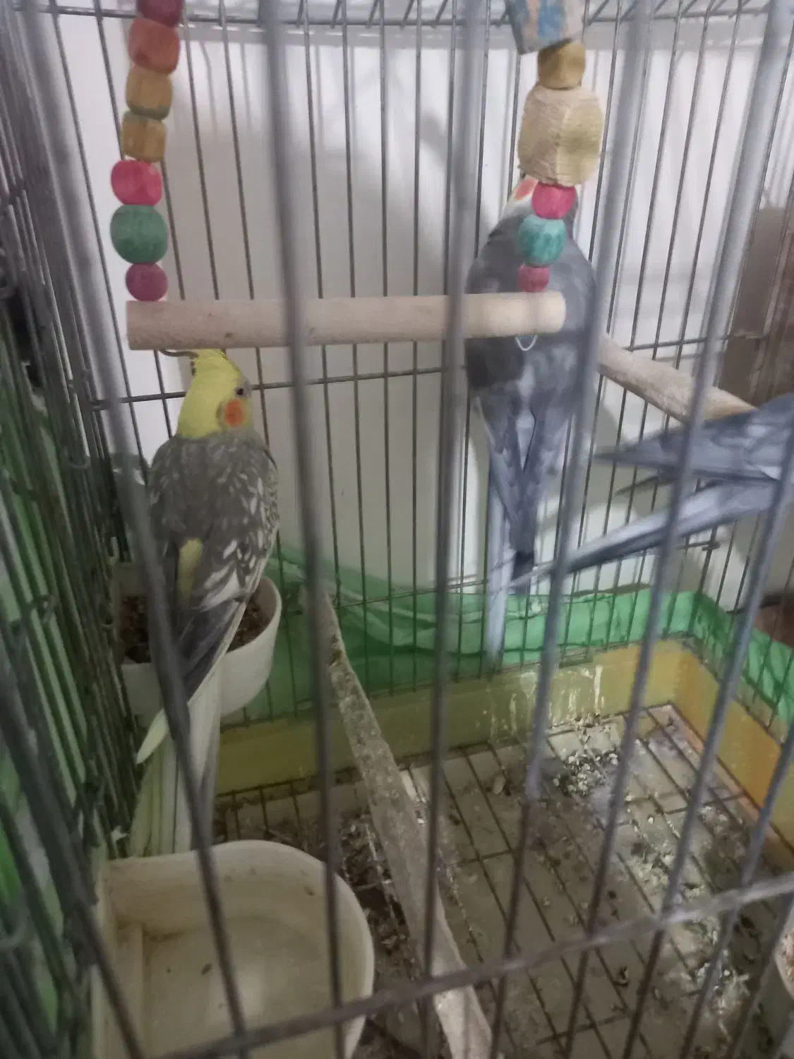 جفت مولد کارداده|پرنده|تهران, شهرک غرب|دیوار