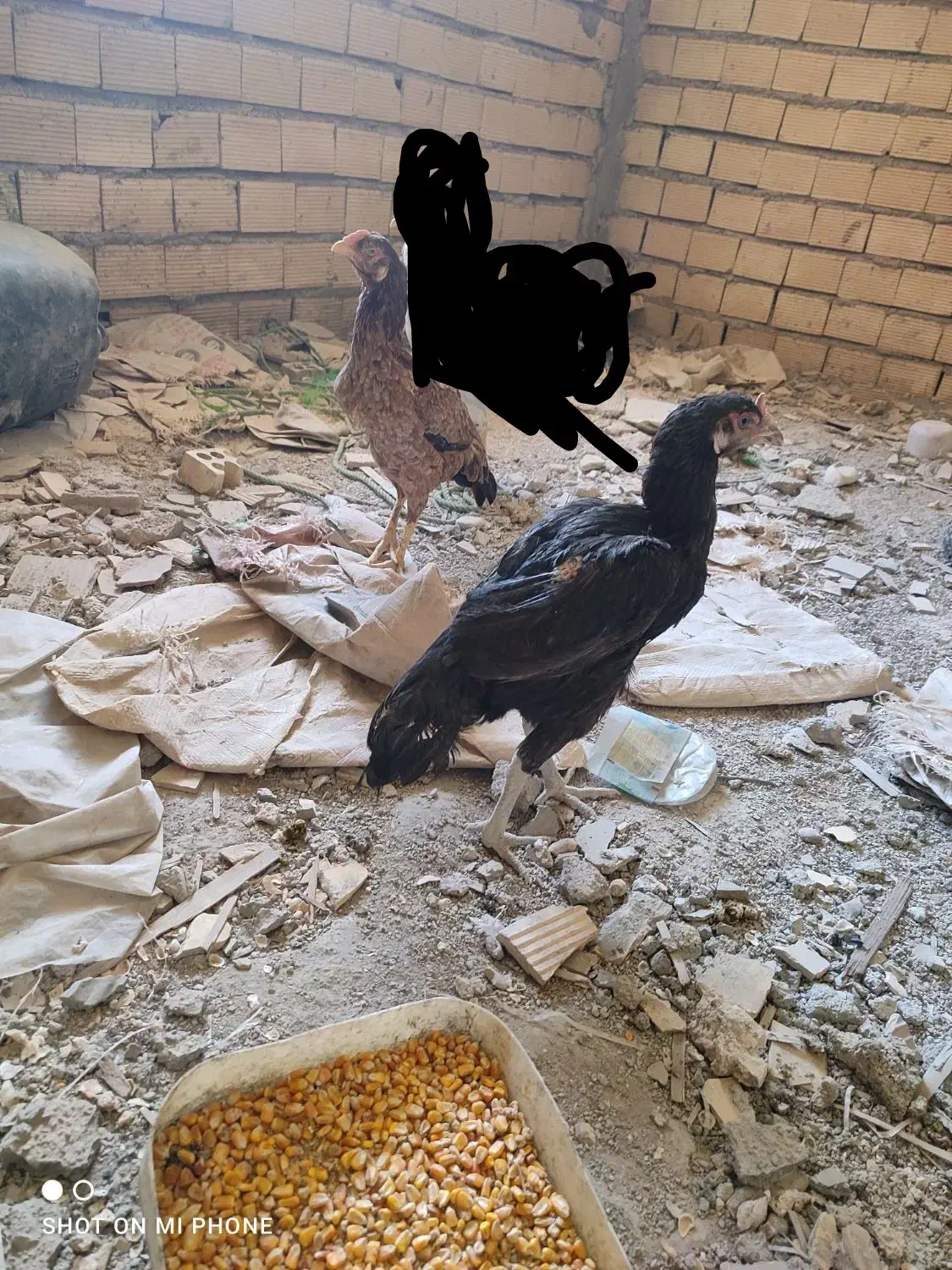 مرغ لاری|حیوانات مزرعه|بندر ماهشهر, |دیوار