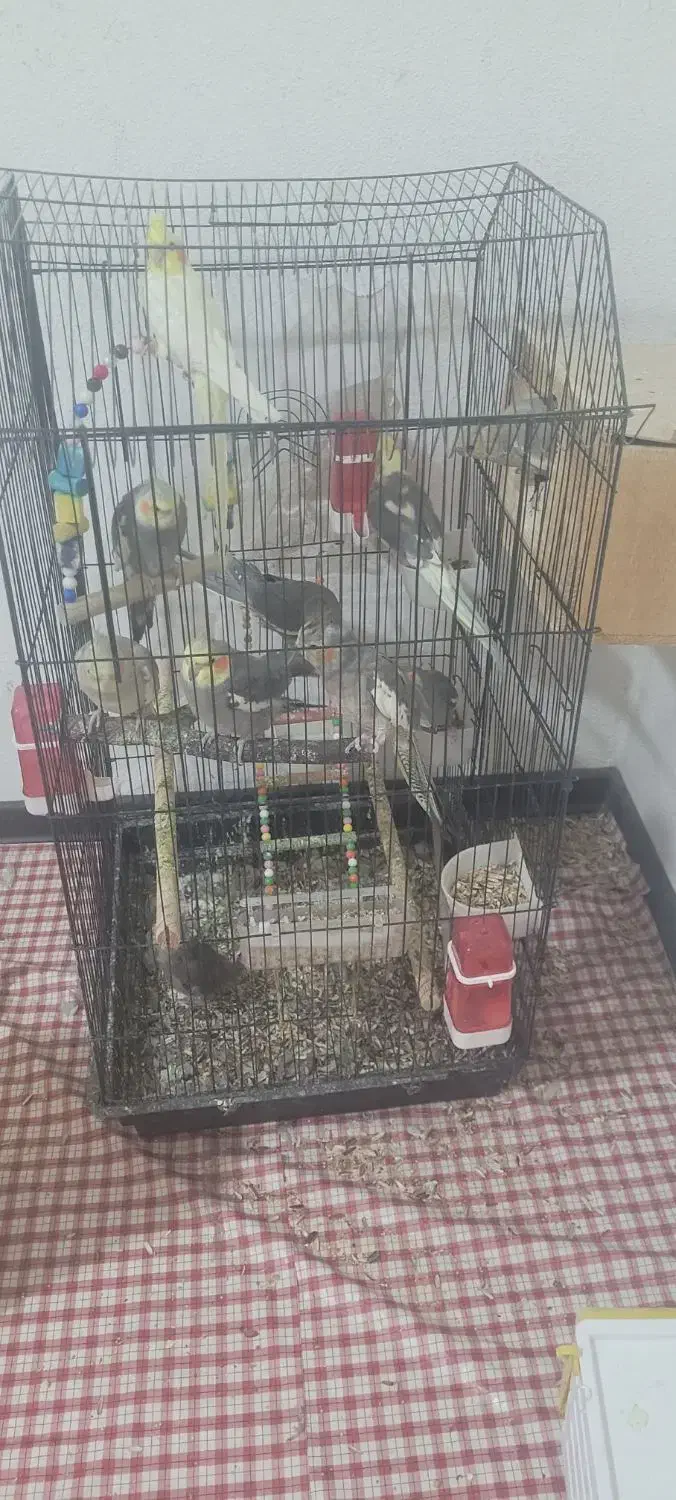 عروس هلندی نروماده|پرنده|صدرا-فارس, فاز ۲|دیوار