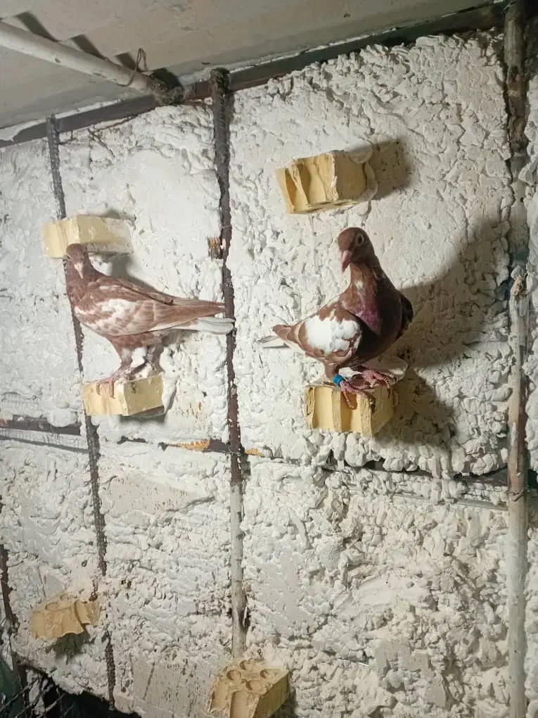 کبوتر|پرنده|برازجان, |دیوار