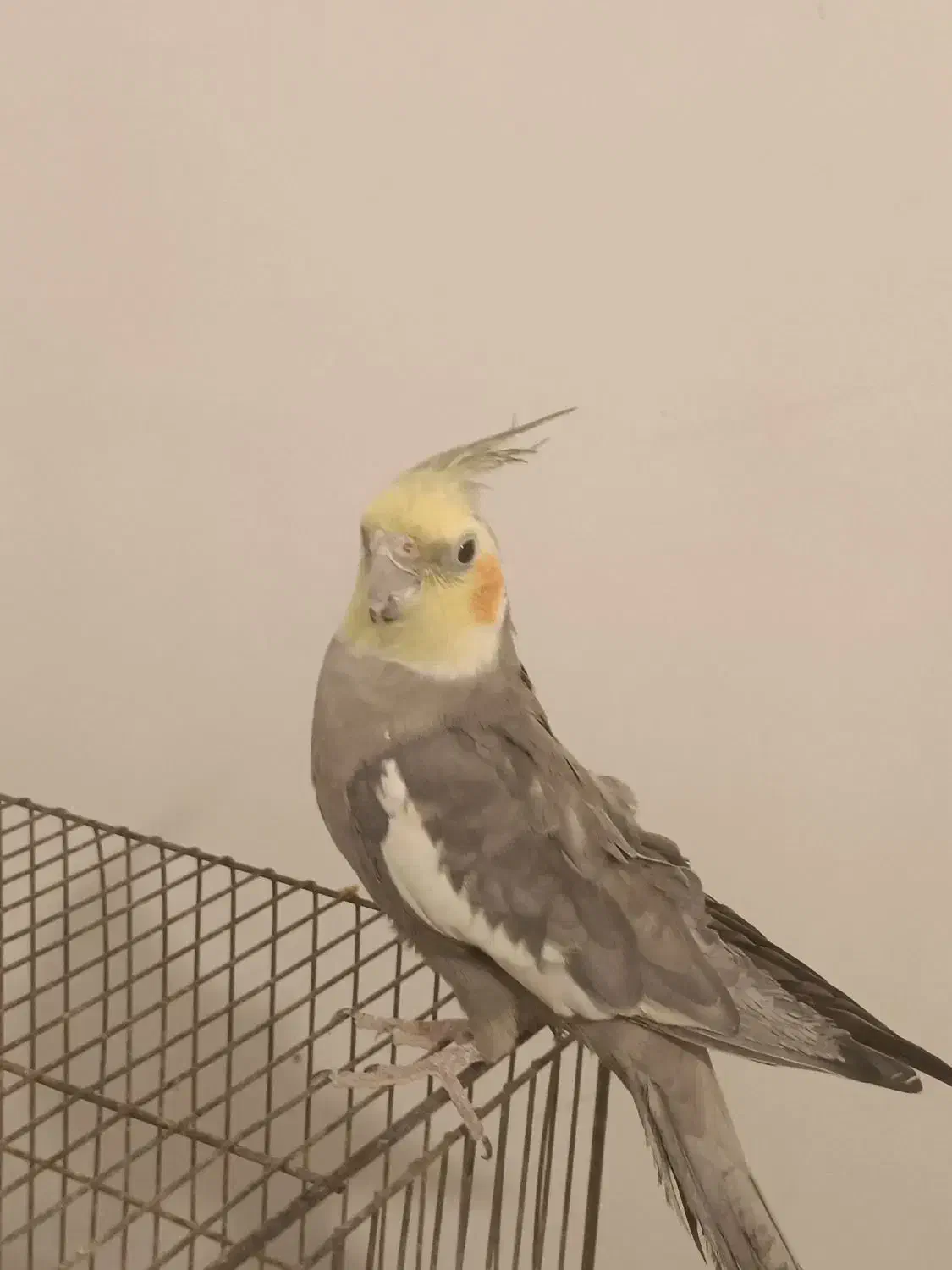 عروس هلندی اهلی|پرنده|جلفا, |دیوار