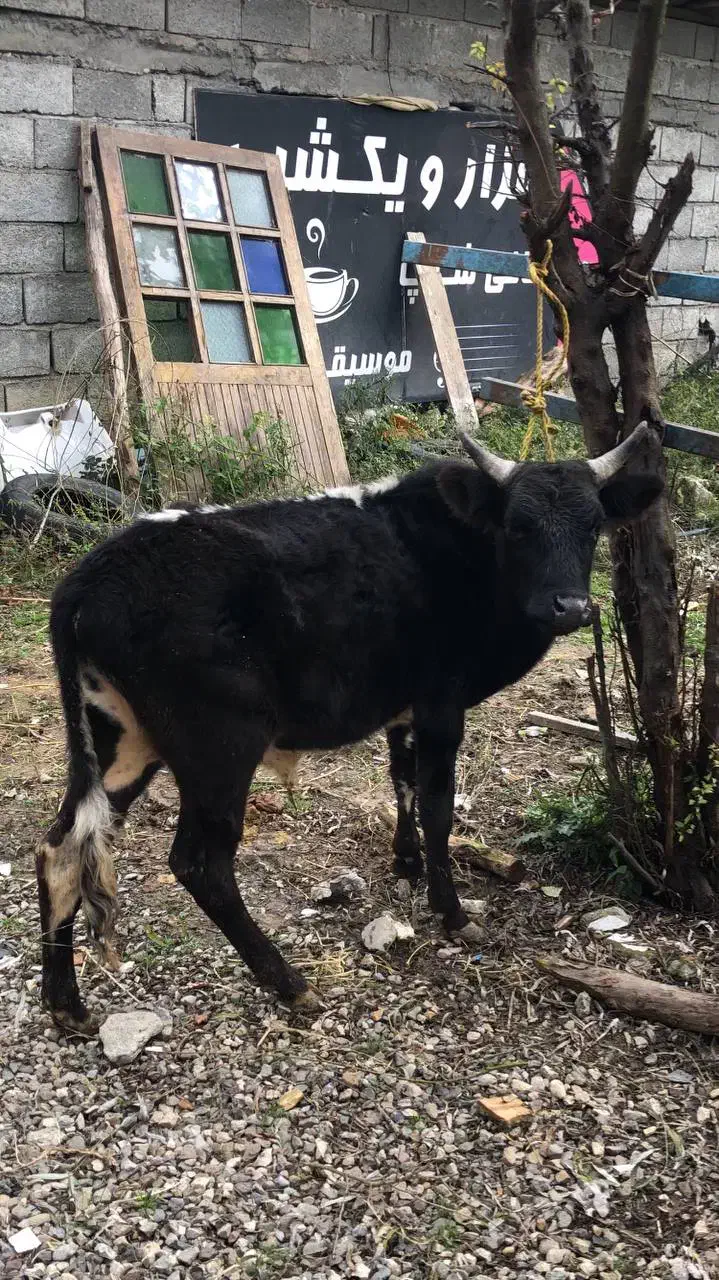 گاو نره سر شاخی|حیوانات مزرعه|چالوس, |دیوار