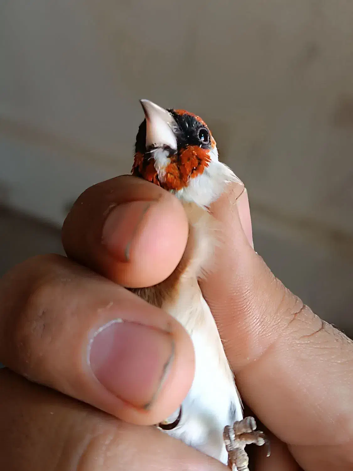 سهره چونه سفید|پرنده|سقز, |دیوار