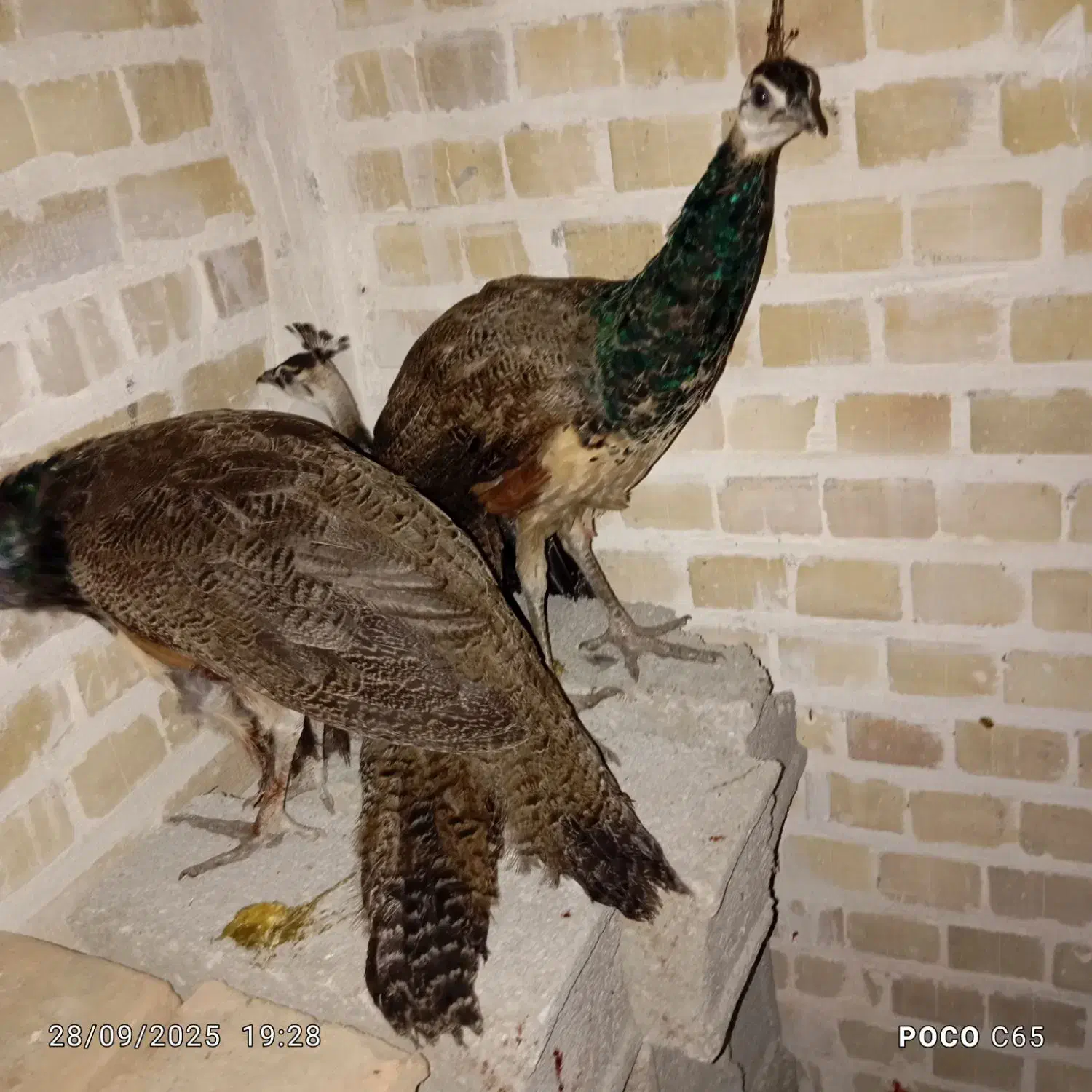 طاووس|پرنده|گرگان, |دیوار