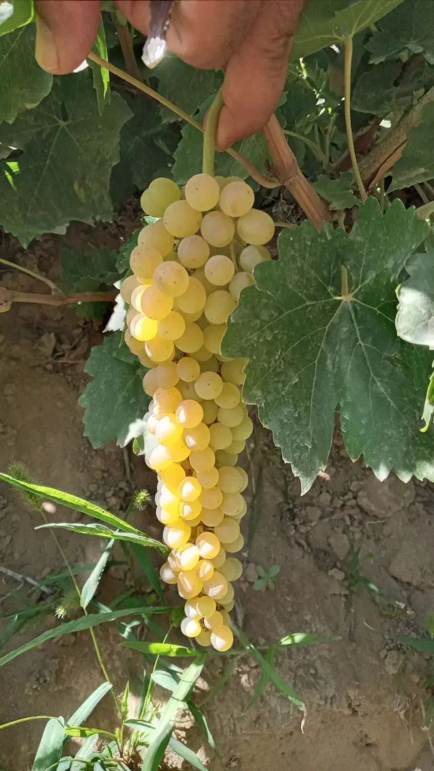 نهال انگور فخری|خدمات باغبانی و درختکاری|کامیاران, |دیوار