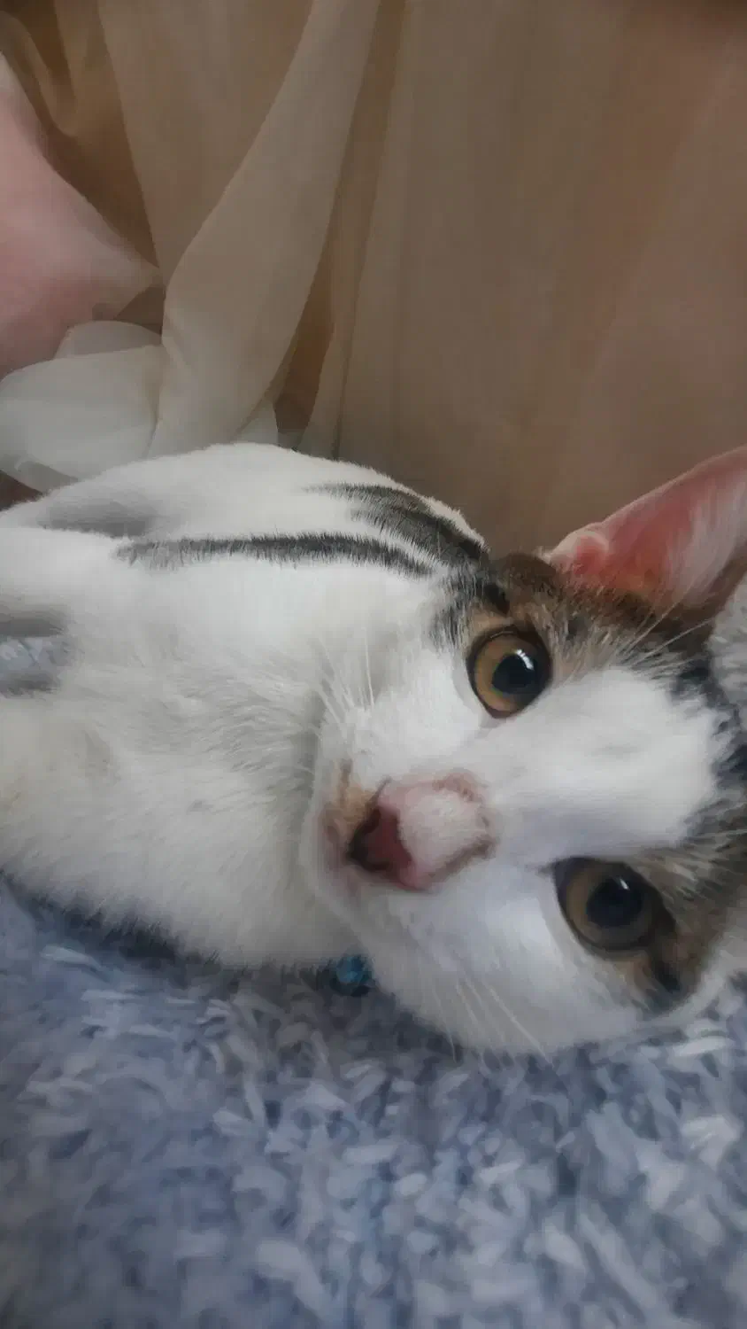 گمشده در نقده خیابان مرصاد اپارتمان های ۵۳ هکتاری|گربه|نقده, |دیوار