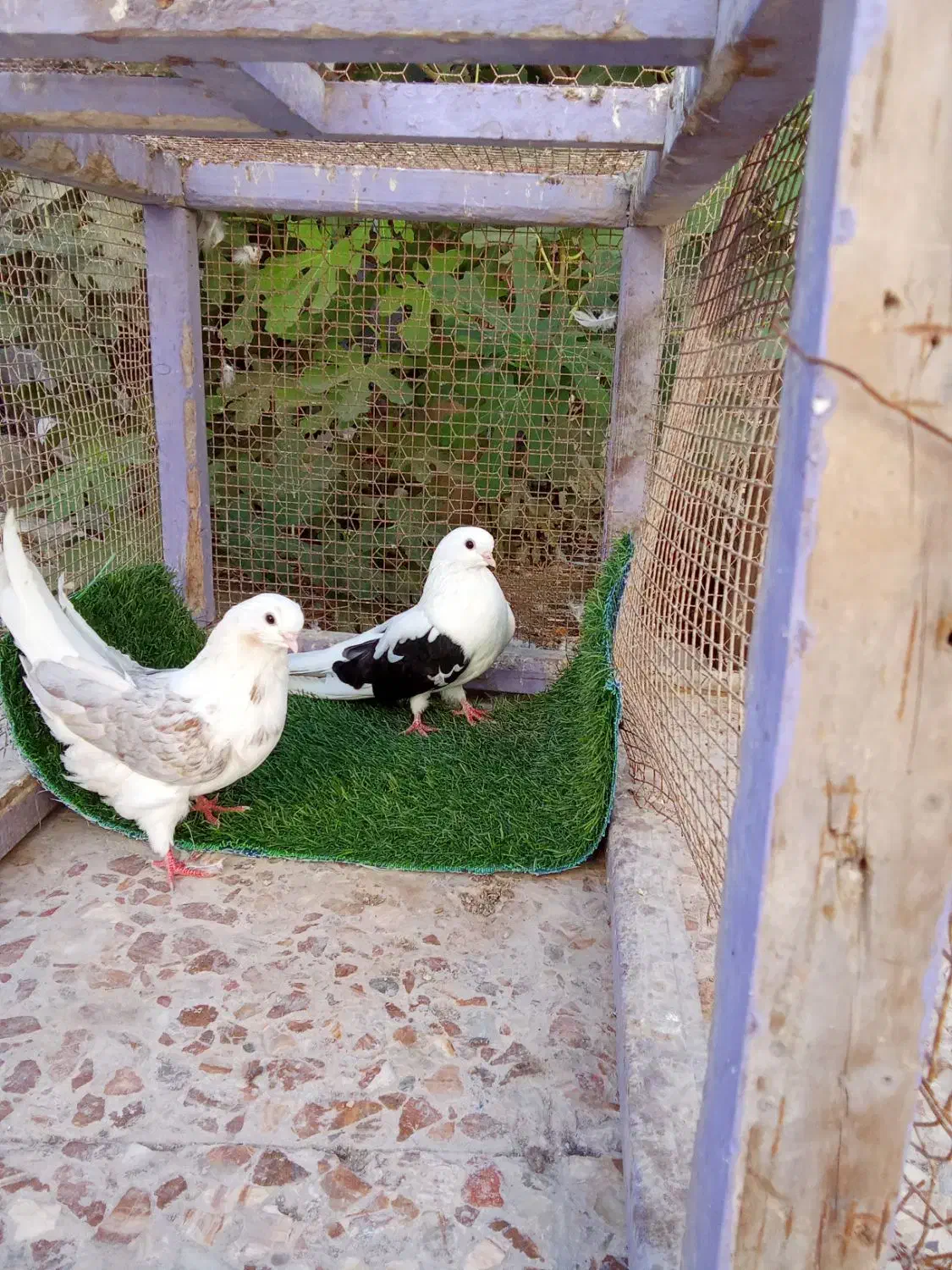 کبوتر دوکت|پرنده|بندرلنگه, |دیوار