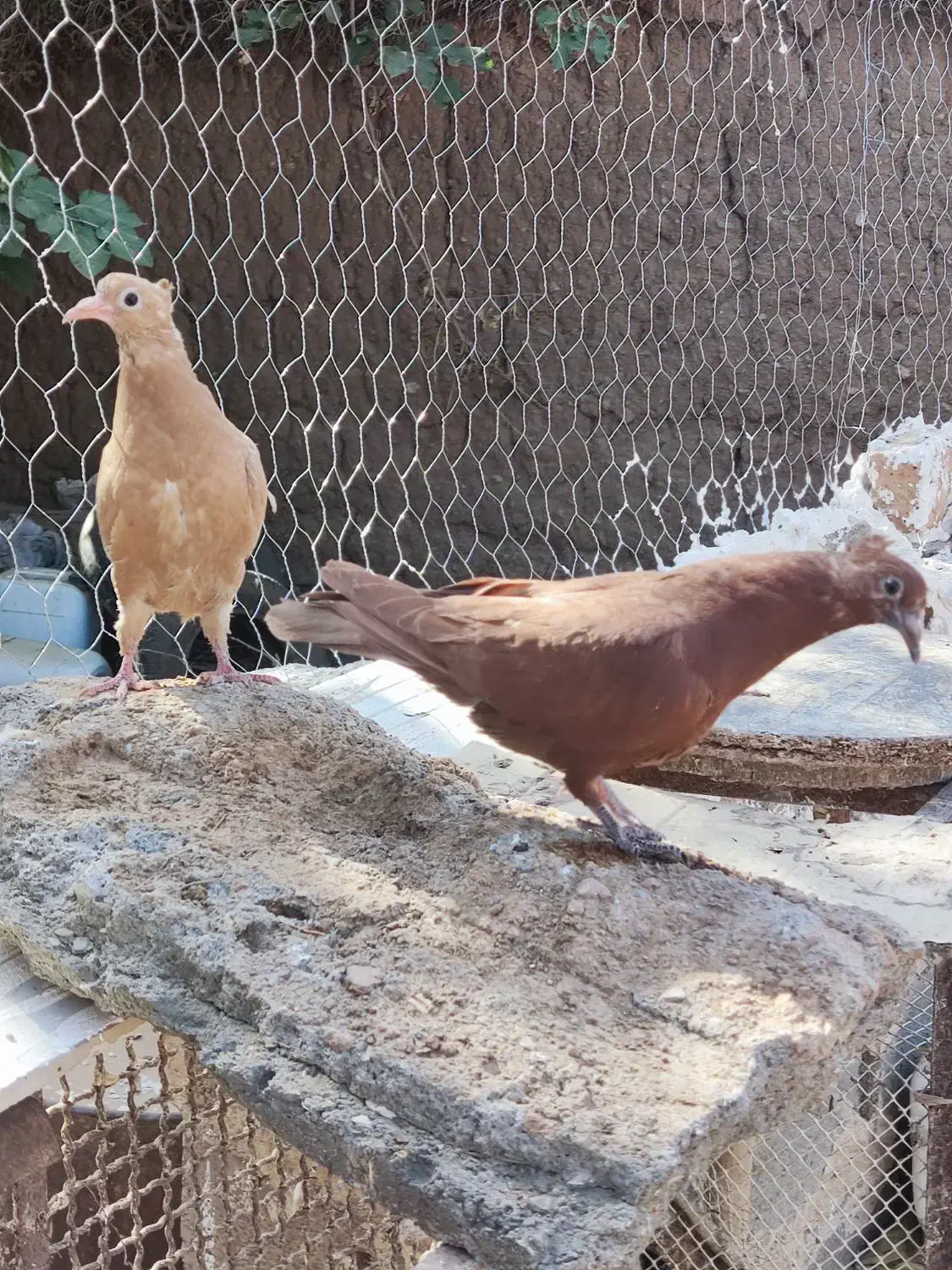 جوانه زرد و سرخ کاکلی|پرنده|تربتحیدریه, آغوی|دیوار