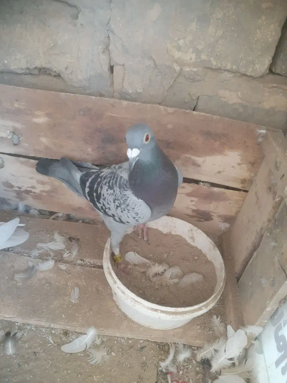 کبوتر|پرنده|قم, ولیعصر|دیوار