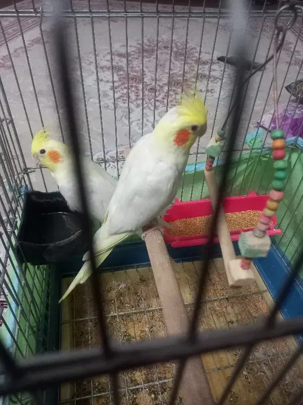 دو تا عروس هلندی یکیش دستی|پرنده|تاکستان, |دیوار