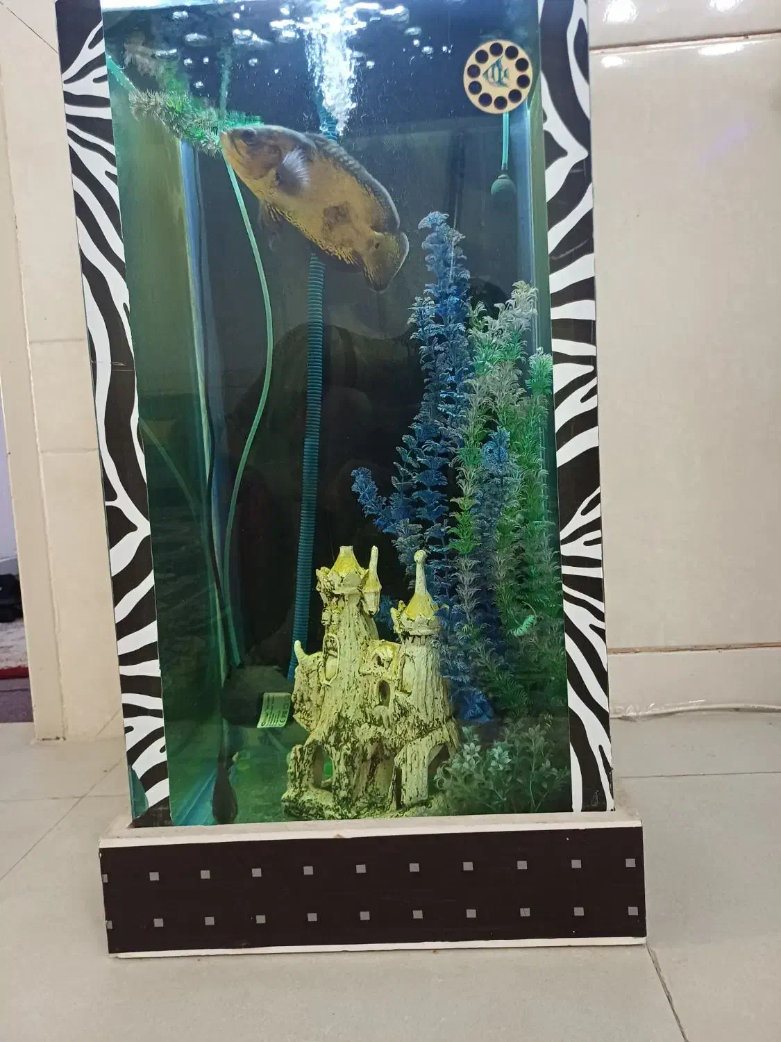 اکواریوم (استوانه ای)|ماهی|نجفآباد, فاز ۳ شهرک آزادگان|دیوار