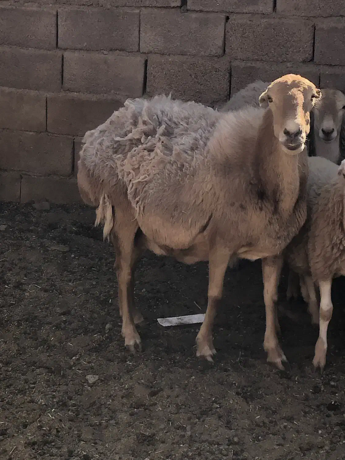 بز ومیش|حیوانات مزرعه|باخزر, |دیوار