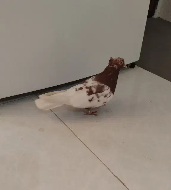 کبوتر کفتر کله سرخ|پرنده|مشهد, ایثار|دیوار