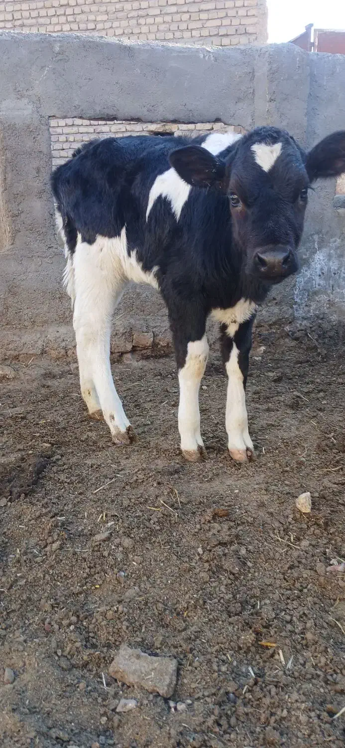 گوساله ماده|حیوانات مزرعه|تربت جام, میان جام|دیوار