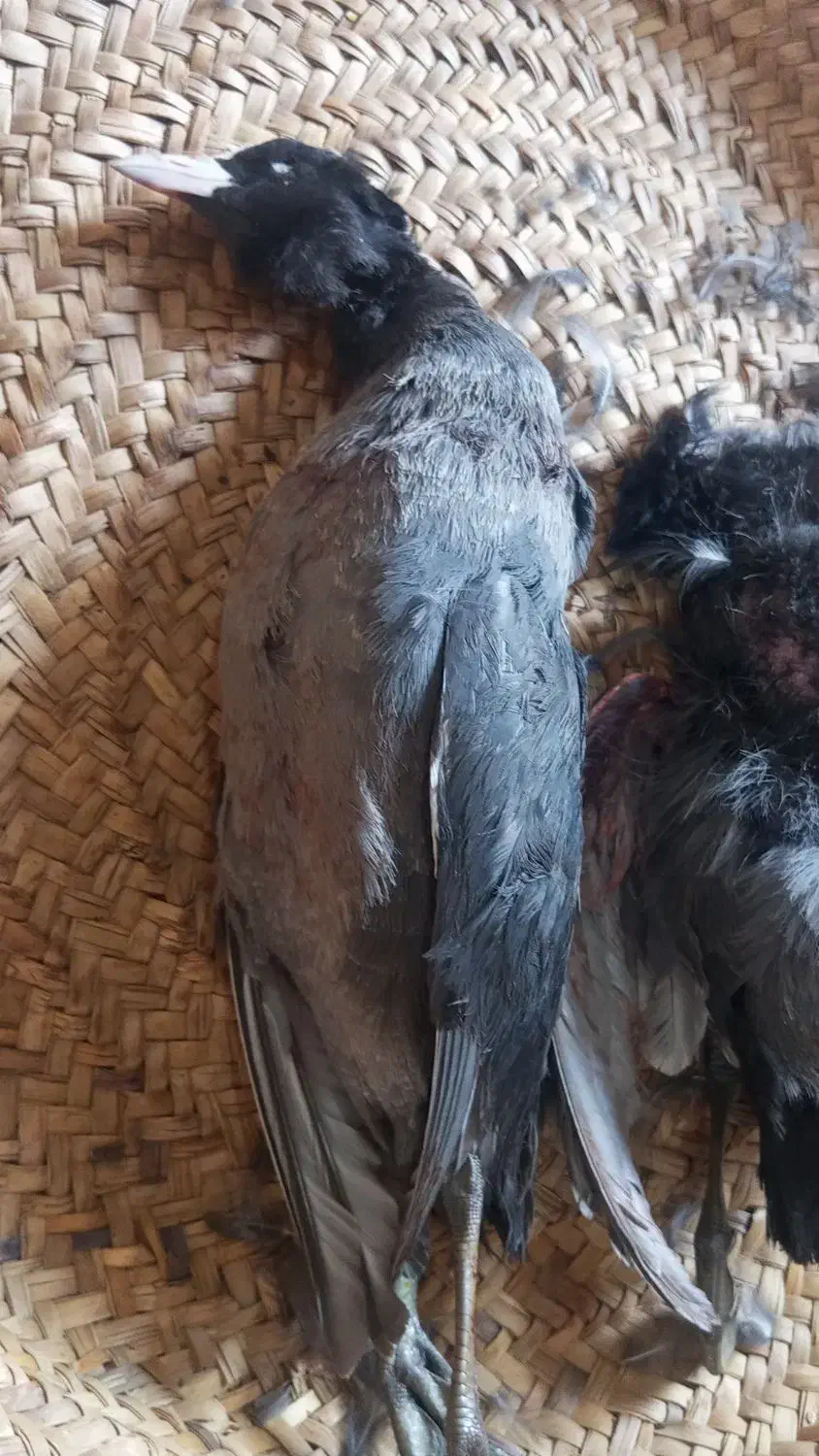 طیره حره|پرنده|کارون, |دیوار