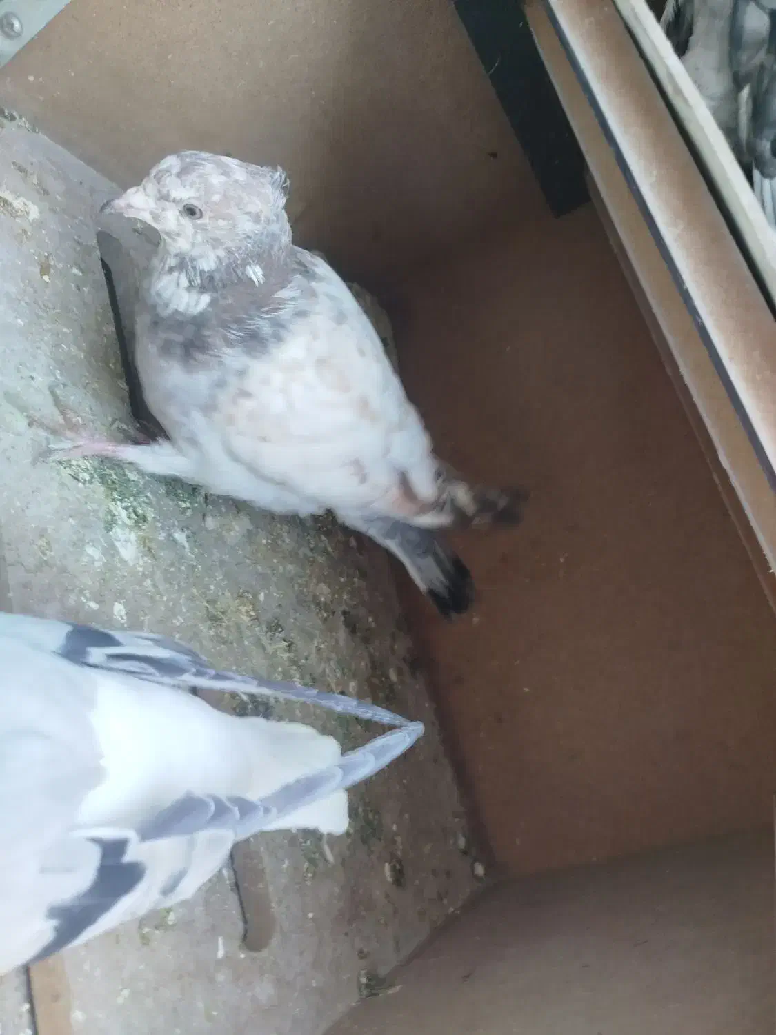 سه عدد کفتر پرشی|پرنده|شیروان (خراسان), |دیوار