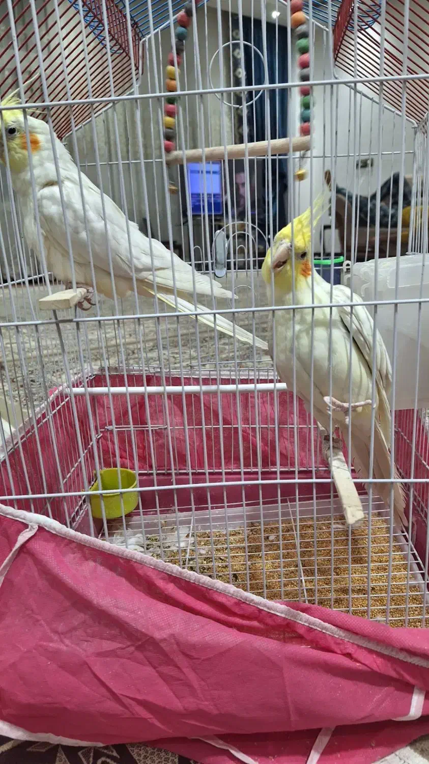 عروس هلندی|پرنده|مبارکه, |دیوار