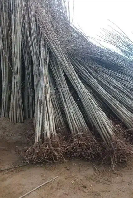 توزیع نهال صنوبر مقاوم به کم آبی|خدمات باغبانی و درختکاری|قزوین, |دیوار