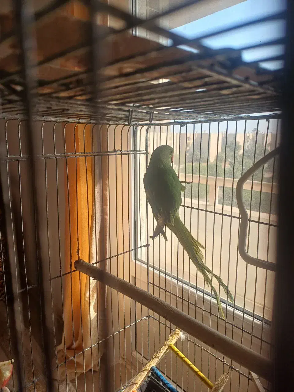 طوطی ملنگو|پرنده|بندرعباس, |دیوار