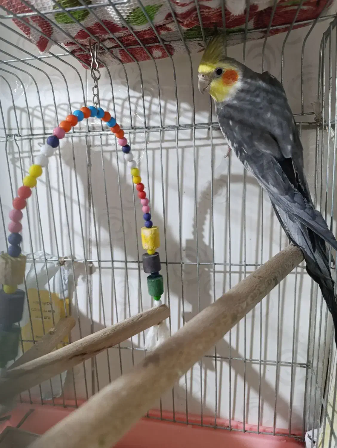 ی عددعروس هلندی به فروش میرسد|پرنده|پاکدشت, پاکدشت (مامازند)|دیوار