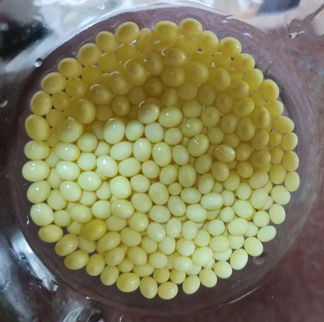 فروش حلزون آچاتینا برای حلزون تراپی|خزنده|ابهر, |دیوار