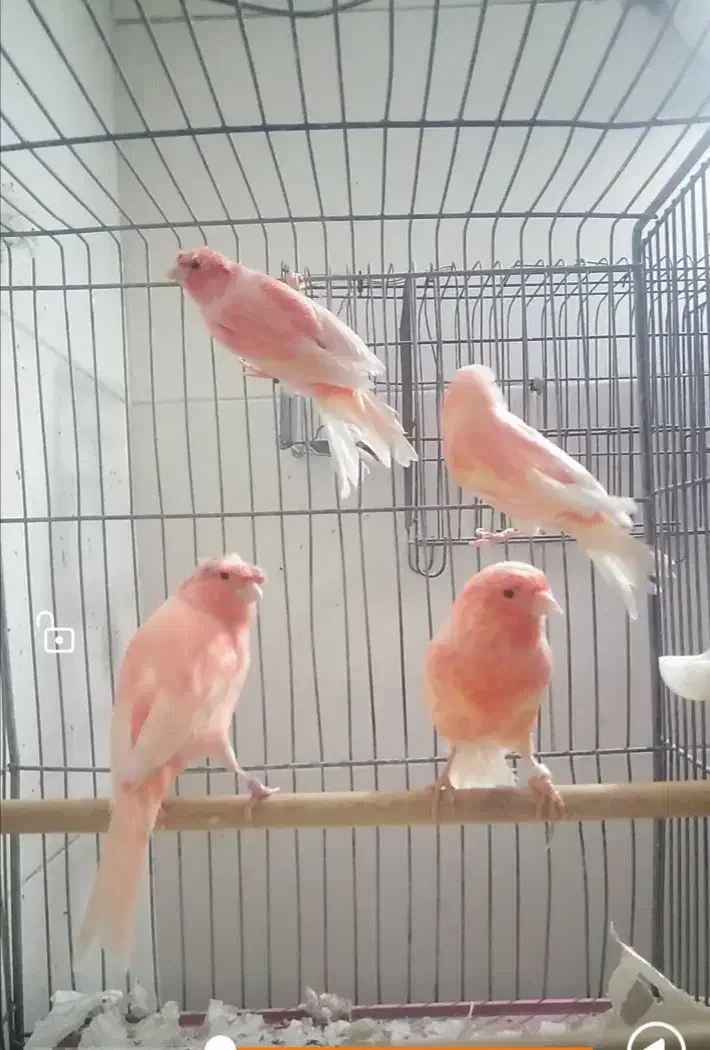 قناری سرخ نر|پرنده|شهرضا, |دیوار