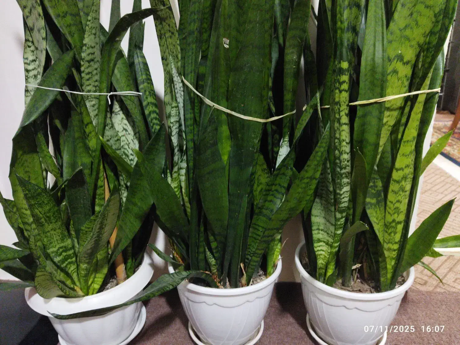 گل سانسوریا گلدان پر|گل و گیاه طبیعی|کومله, |دیوار