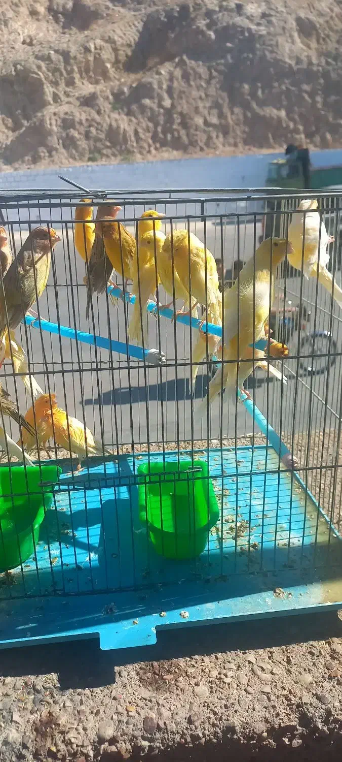 قناری بخون|پرنده|مسجد سلیمان, |دیوار