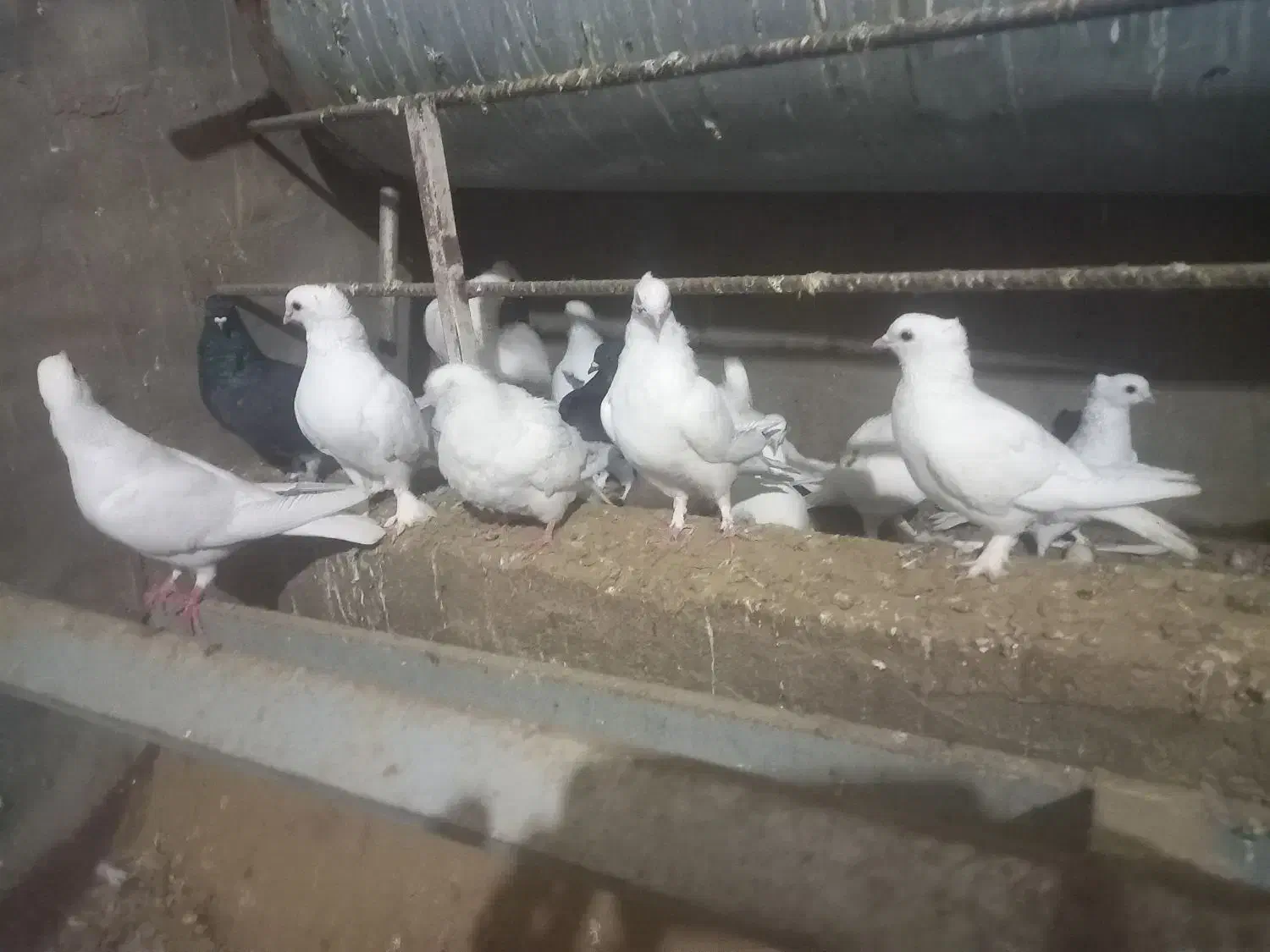 باسلام فروش کفتر به فروش میرسد|پرنده|اردکان, |دیوار