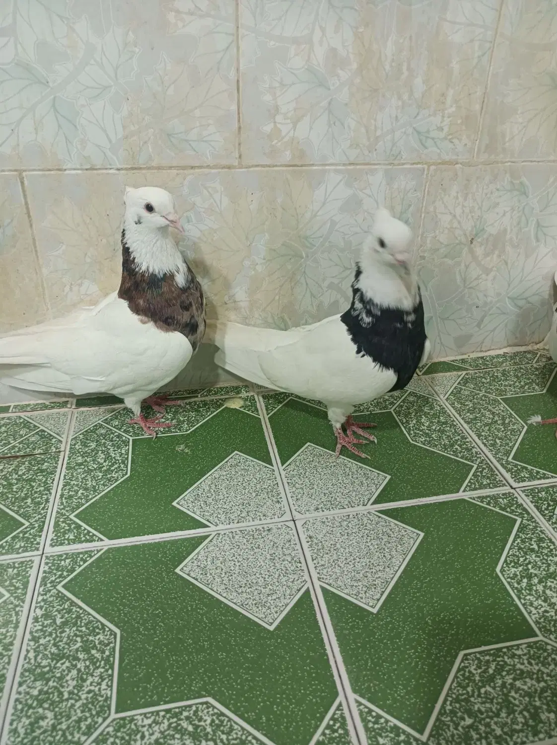 طوقی|پرنده|بهبهان, |دیوار