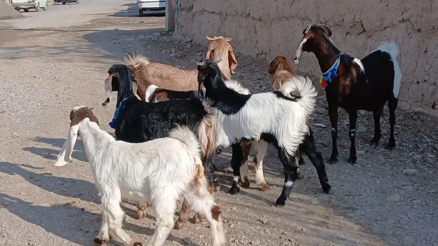 بز پاکستانی زاییده|حیوانات مزرعه|کاشمر, |دیوار