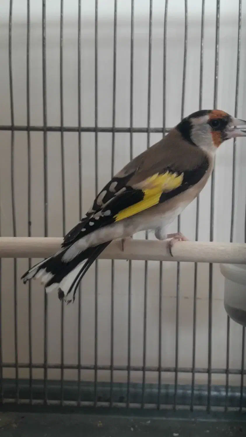 سهره ماده جوجه تویسرکان|پرنده|پردیس, فاز ۹|دیوار