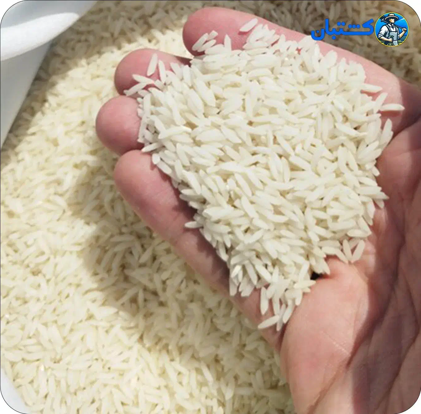 فروش برنج طارم (تضمین فقط یک بار امتحان کن)|خوردنی و آشامیدنی|تهران, بنی‌هاشم|دیوار