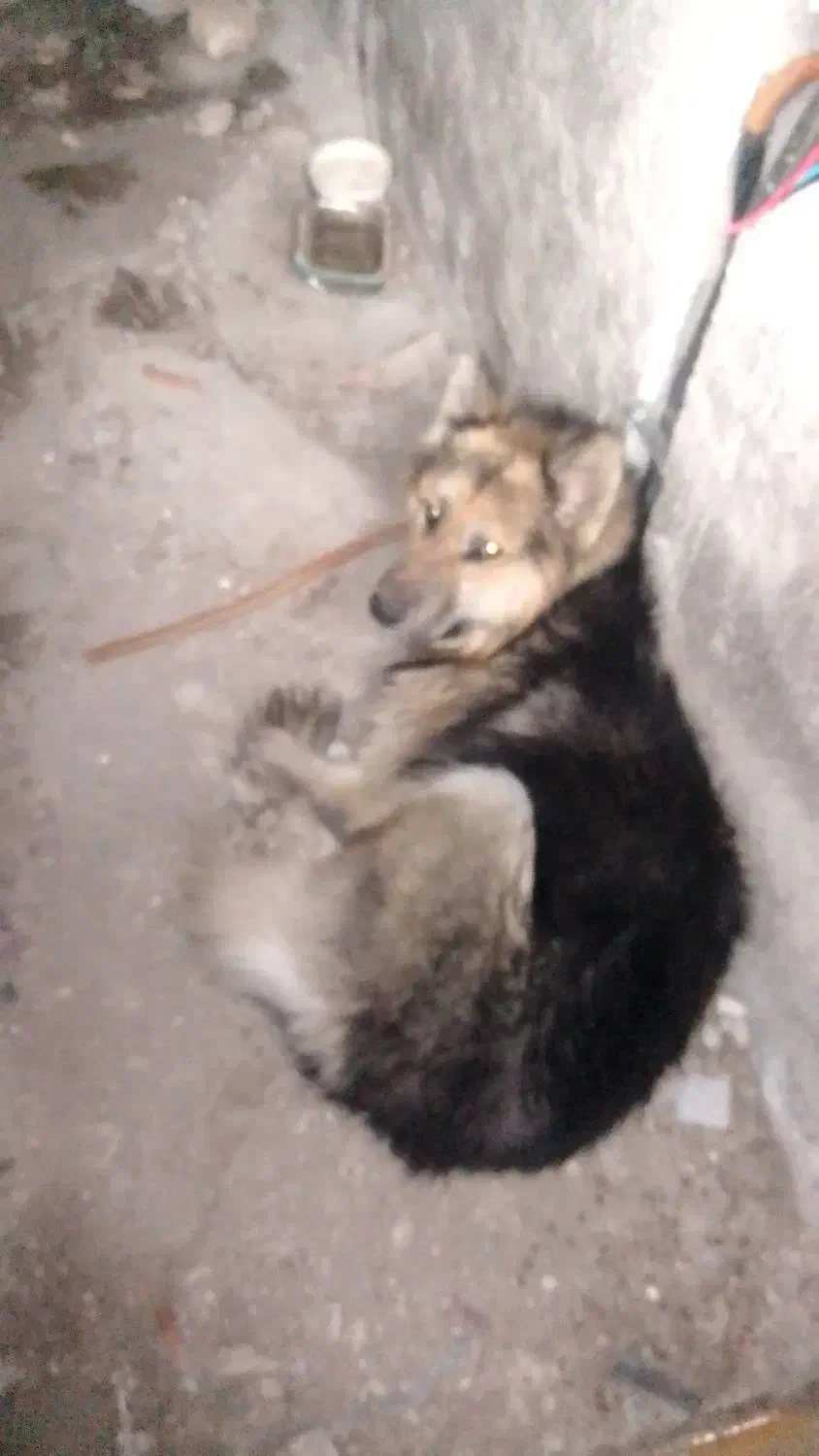 سگ ژرمن شولاین هیولا|سگ|قائم‌شهر, |دیوار