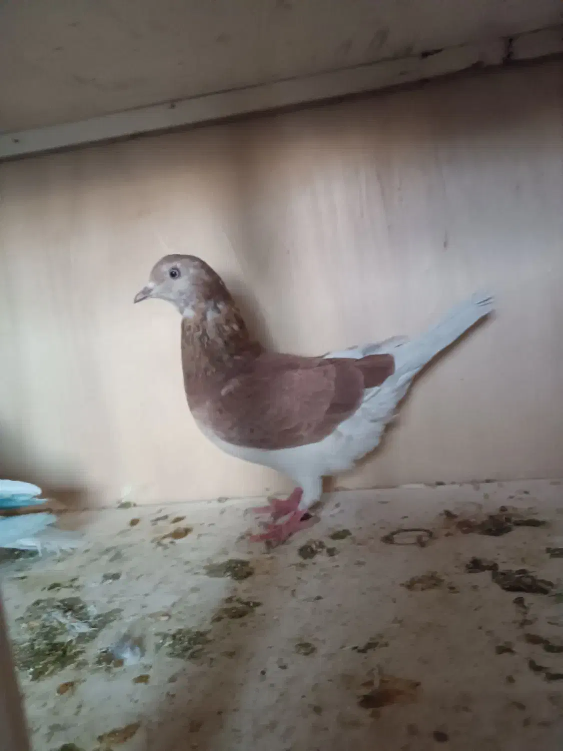 کبوتر پرشی وزینتی|پرنده|پرند, فاز ۳|دیوار