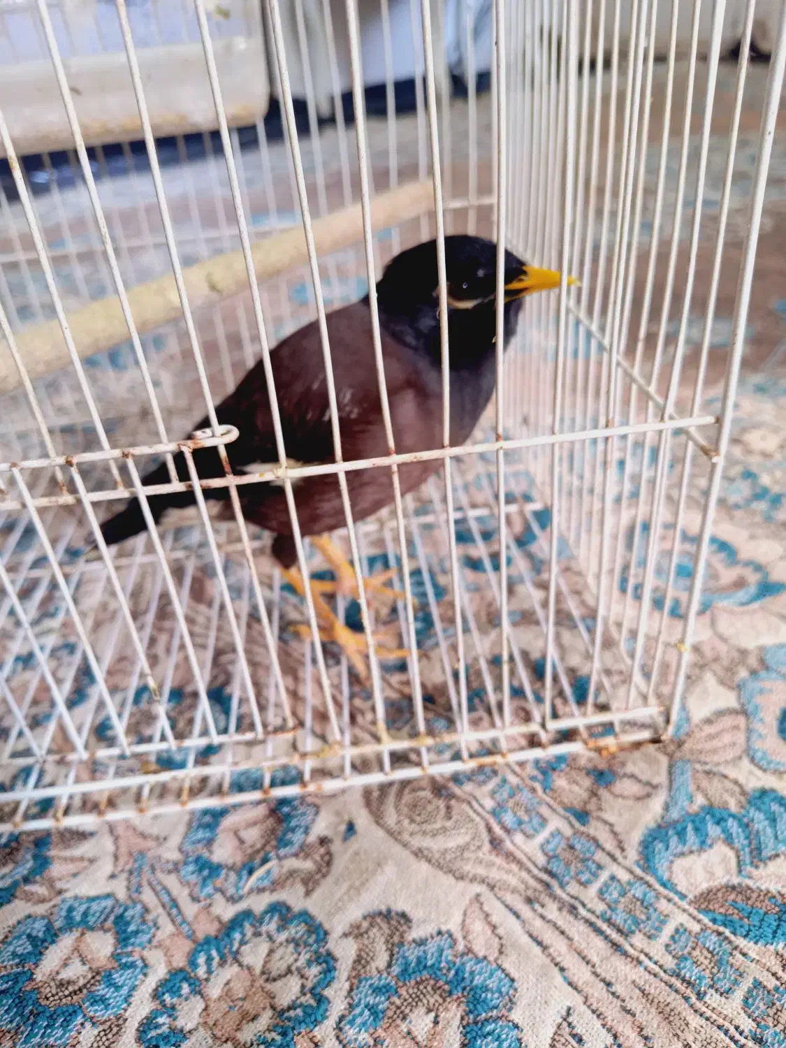 مینا|پرنده|نیشابور, دربقاضی|دیوار