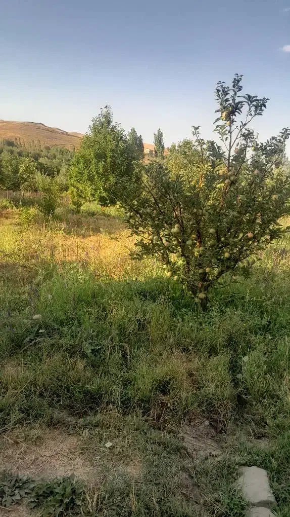 فروش باغ باقیمت مناسب|فروش زمین و ملک کلنگی|سیلوانه, |دیوار