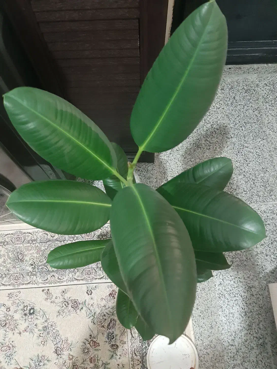 دیفن باخیا و فیکوس سبز|گل و گیاه طبیعی|تهران, زنجان جنوبی|دیوار