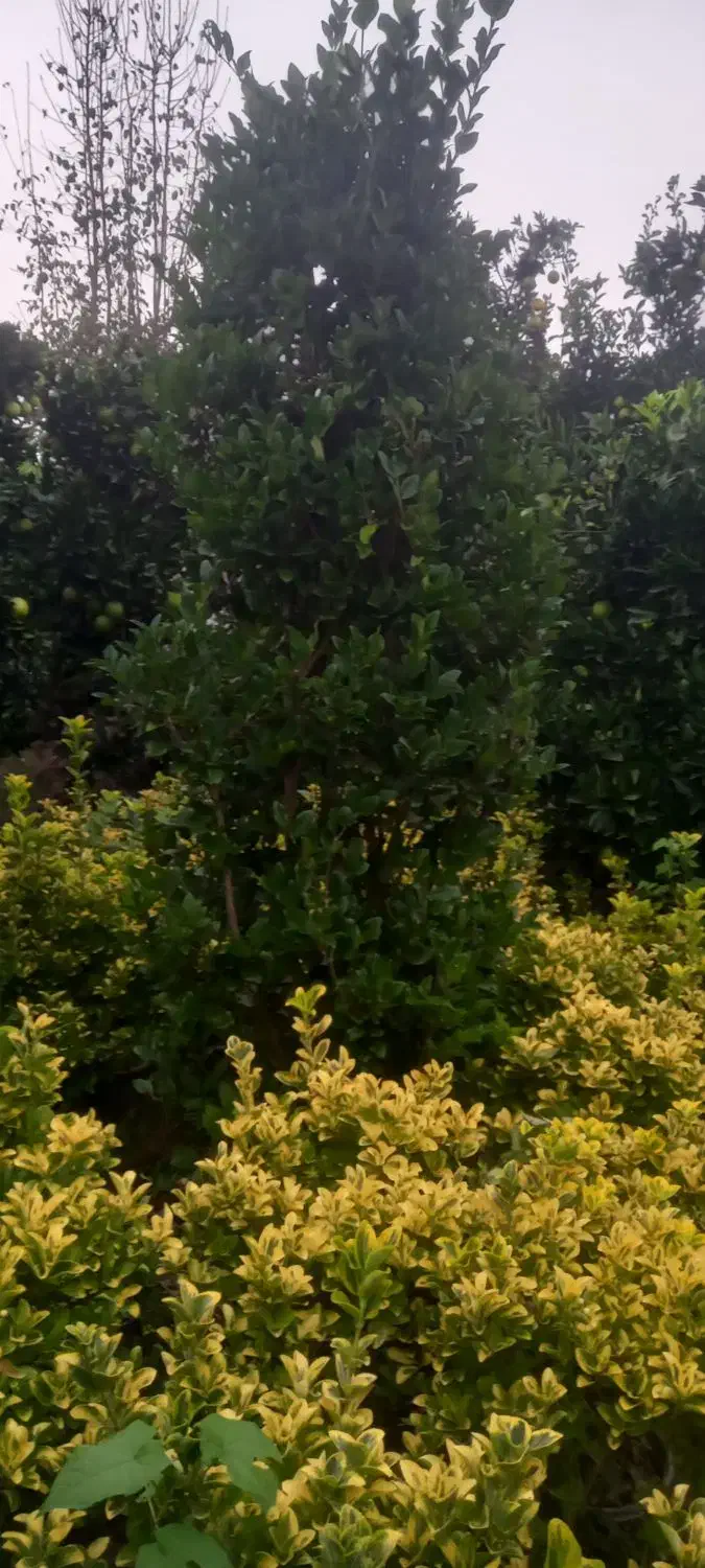 فروش یاس هلندی شمشاد طلایی سبز|گل و گیاه طبیعی|آمل, |دیوار