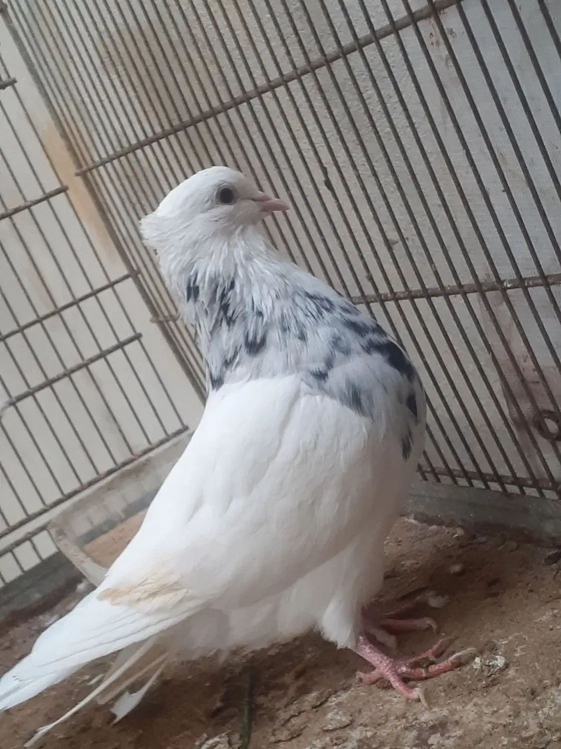 کبوتر کفتر|پرنده|قشم, |دیوار