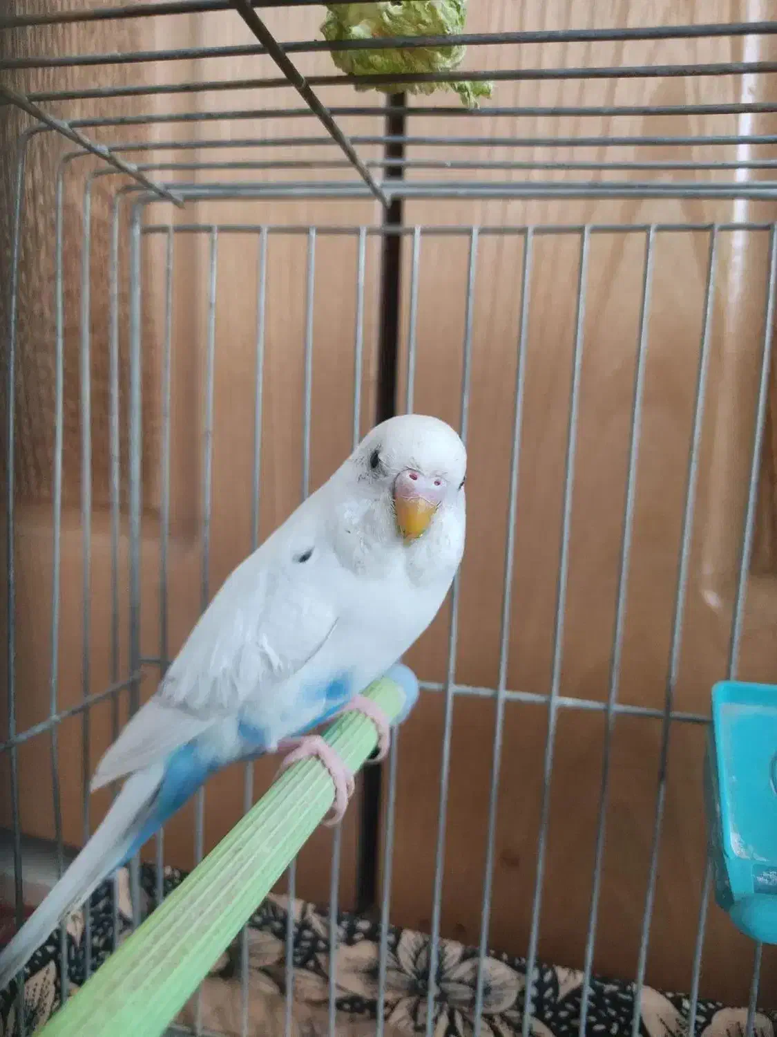 مرغ عشق ماده همراه با قفس|پرنده|اصفهان, بهارستان (مخابرات)|دیوار