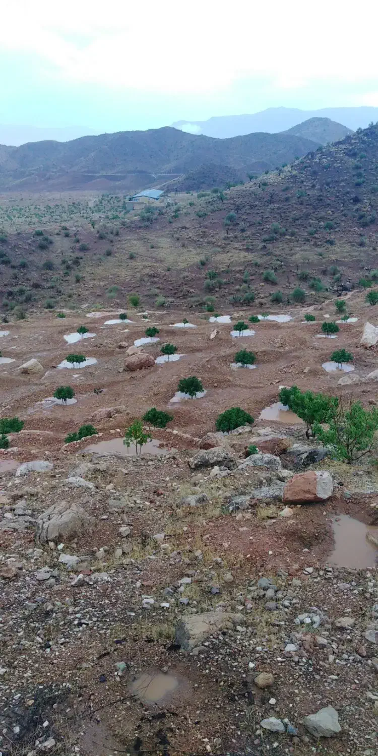 فروش ملک|خدمات باغبانی و درختکاری|نی‌ریز, |دیوار