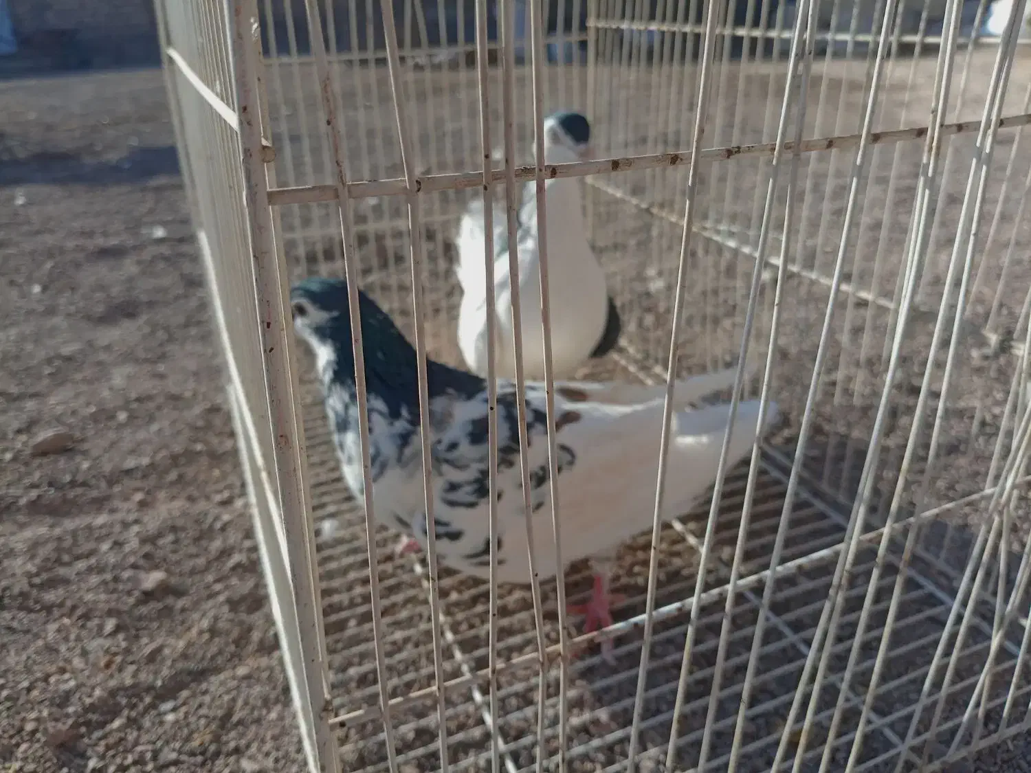 کفتر عالی فقط به شرت تخم جوجه|پرنده|طاغنکوه, |دیوار