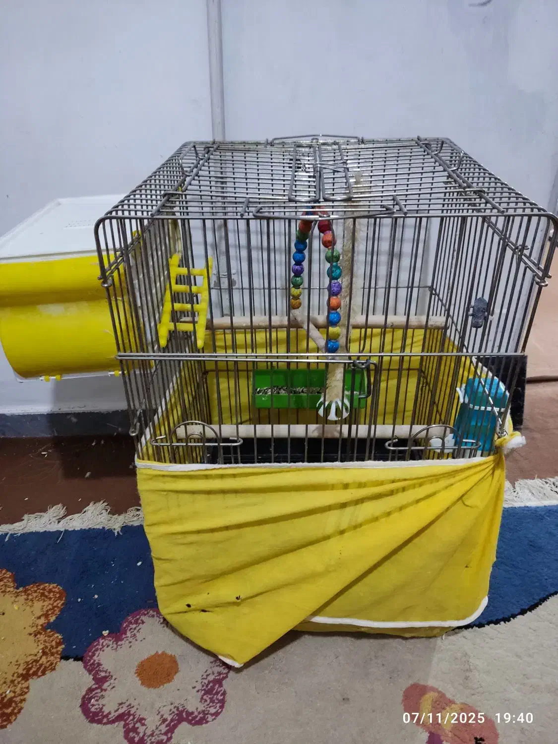 عروس هلندی جفت ماده روی تخم نشسته|پرنده|قزوین, |دیوار