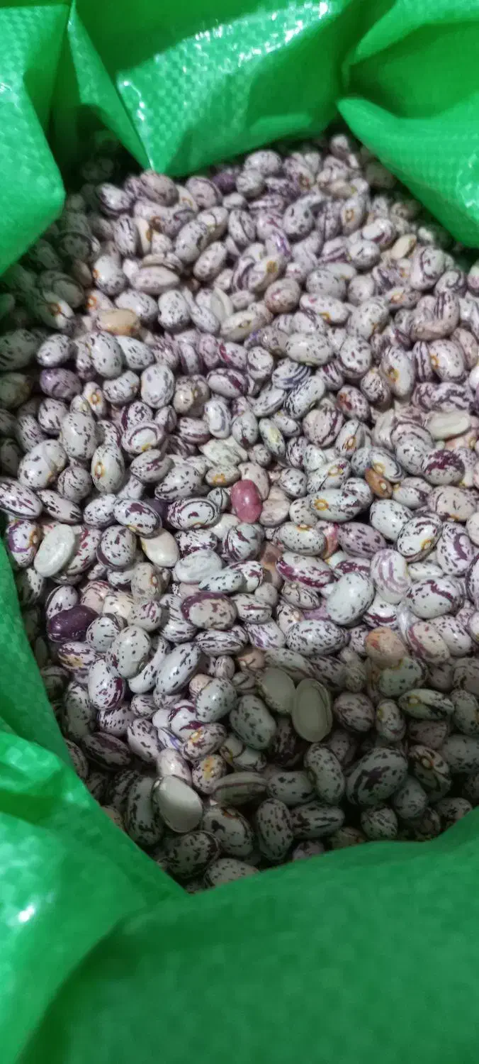 لوبیاچیتی پاییزی|خوردنی و آشامیدنی|سراب, |دیوار