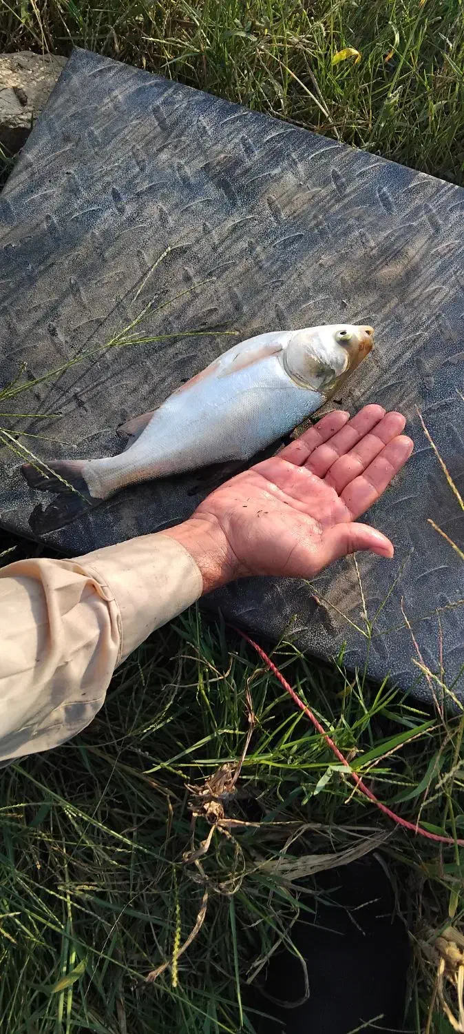 فروش بچه ماهی آمور کپور فیتوفاک و بیگهد|ماهی|ساری, |دیوار