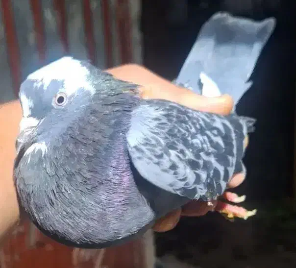 کفتر|پرنده|رشت, لاکان|دیوار